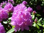 rhododendren/3896/rhododendren-kommen-meist-als-immergruene-straeucher Rhododendren kommen meist als immergrne Strucher oder auch als Bume vor. Die Rhododendren blhen von Januar bis August. Hauptbltezeit ist April und Mai. Es gibt insgesamt ber 1000 Arten weltweit. In Nordamerika und Asien kommen die meisten Arten vor. Viele Rhododendren sind giftig, wobei das Gift nicht nur in den Blttern, sondern auch in den Blten und Pollen sitzt.
Rhodedendren werden weltweit kultiviert und sind bei Gartenfreunden sehr beliebt.
