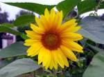 Deutscher Name: Die Sonnenblume   Wissenschaftlicher Name: Helianthus annuus     Die Sonnenblume gehrt zu der Pflanzenfamilie der Korbbltler (Asteraceae).