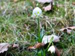 knotenblumen/3711/die-fruehlingsknotenblume-ist-eine-krautige-pflanze Die Frhlingsknotenblume ist eine krautige Pflanze, mit einer Wuchshhe von 10 bis 30 cm. Sie zhlt zu den Zwiebelgeophyten, da sie unterirdische Zwiebeln als berdauerungsorgane ausbildet. Die Frhlingsknotenblume gehrt zu den vorsommergrnen Pflanzen. Oft stehen drei bis fnf dunkelgrne Laubbltter an der Basis der Pflanze. Sie haben eine Lnge bis zu 20 cm und etwa 1 cm breite. Die Pflanze blht von Mrz bis April. 