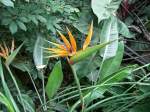 strelitzie/3725/die-bekannteste-art-der-strelizien-ist Die bekannteste Art der Strelizien ist die bis etwa 1,50 m hohe Paradiesvogelblume. Ihre Blte ist gro, orange und blau gefrbt.