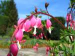 tranendes-herz/3710/das-traenende-herz-dicentra-ist-eine Das Trnende Herz (Dicentra) ist eine Gattung der Erdrauchgewchse (Fumarioideae). Seinen Namen hat diese Pflanze von seiner charakteristischen Bltenform.
Das trnendes Herz wchst bogig berhngend und kann, je nach Art, zwischen 30 bis 80 cm hoch werden. Sie besitzt auffllig herzfrmige rosa Blten.
Sie mag einen halbschattigen, feuchten Standort mit humusreichen Boden. Bei guter Pflege kann sie ein Alter von 50 Jahren erreichen.